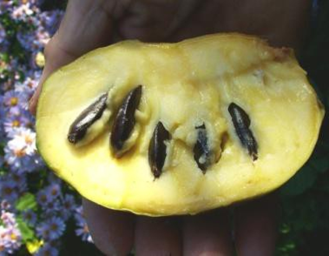 Asimina trojlaločná ´Mary Foos Johnson´ - Banán Severu