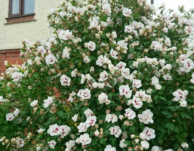 Ibištek sýrsky ´Lady Stanley´