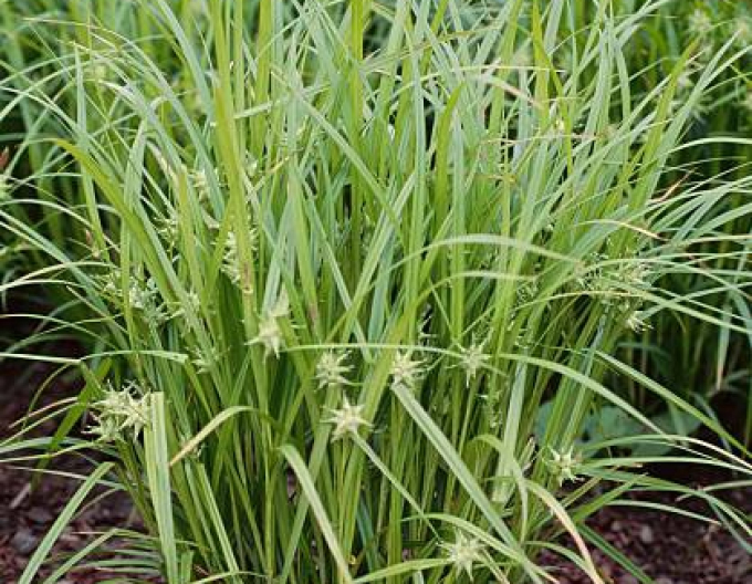 Ostrica "Gray´s sedge"