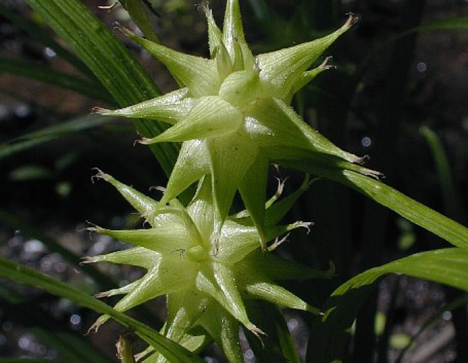 Ostrica "Gray´s sedge"
