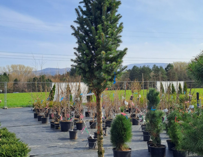 Smrek pichľavý ´Iseli Fastigiate´ na kmienku