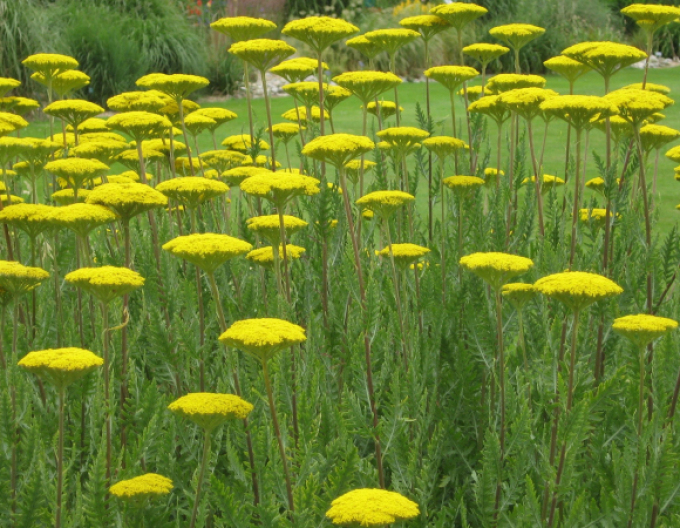 Rebríček ´Variety´s Parkery´