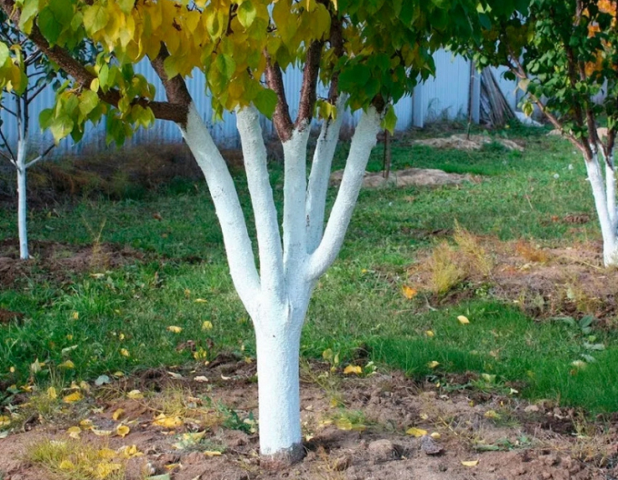 Biovita Vápno na bielenie stromov a kríkov vedierko 1kg