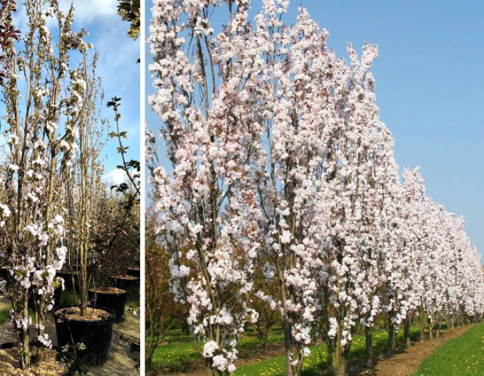 Čerešňa okrasná ´Amanogawa´ (Sakura)