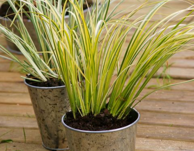 Puškvorec trávolistý ´Ogon´