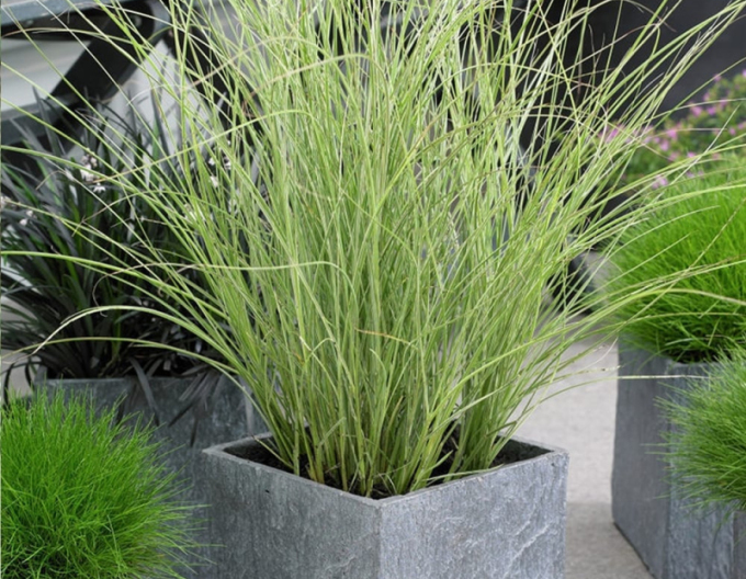 Ozdobnica čínska ´Morning Light´