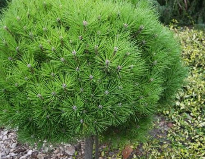 Borovica čierna ’ Brepo´ na kmienku 70cm