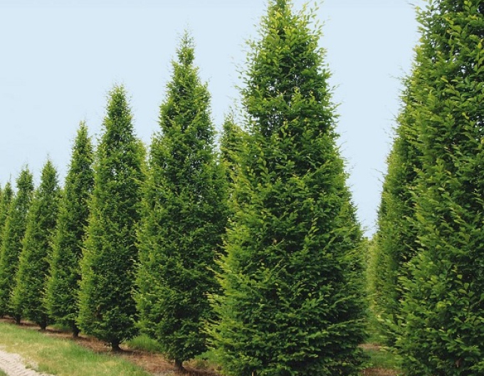 Hrab obyčajný ´Pyramidalis´