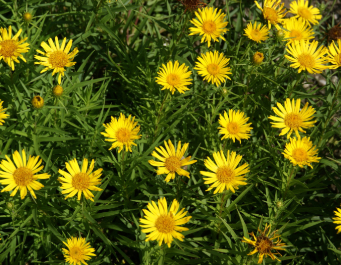 Inula ensifolia - oman ´Yellow´