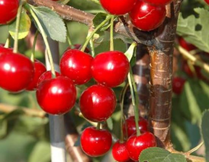 Višňa stĺpová ´Jachim´, podp. Mahalebka, kont. 5l