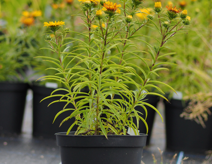 Inula ensifolia - oman ´Yellow´