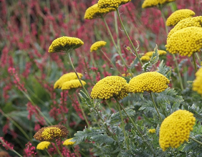 Rebríček ´Variety´s Parkery´