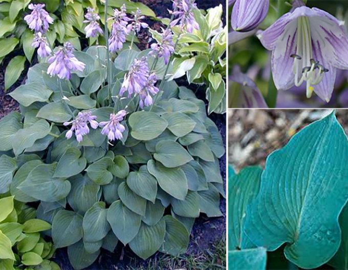 Hosta  ´Blue Cadet´