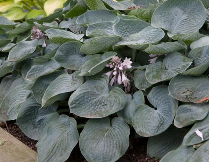 Hosta ´Bressingham Blue´