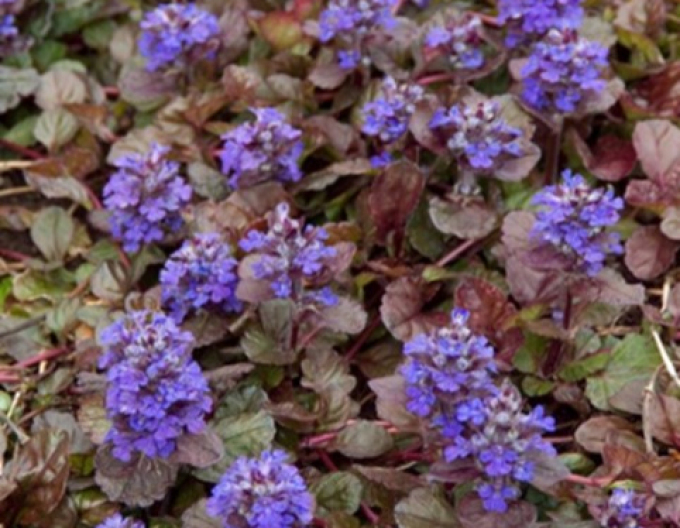 Zbehovec plazivý ´Black Scallop´