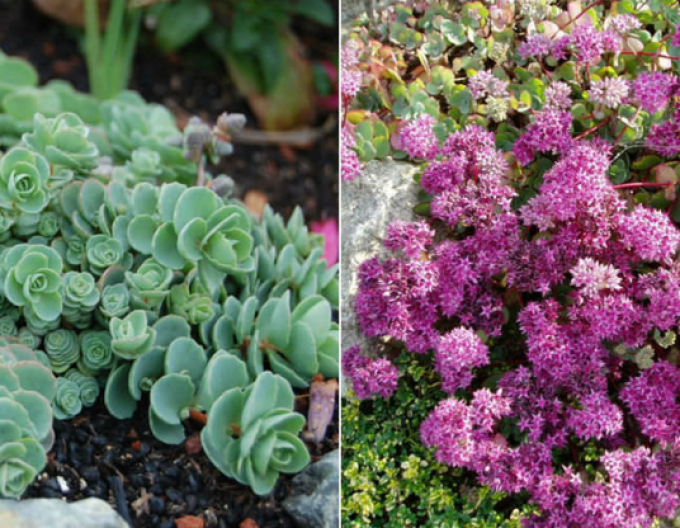 Rozchodník ’Bright Pink’