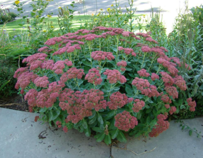 Rozchodník nádherný  ’Herbstfreude’