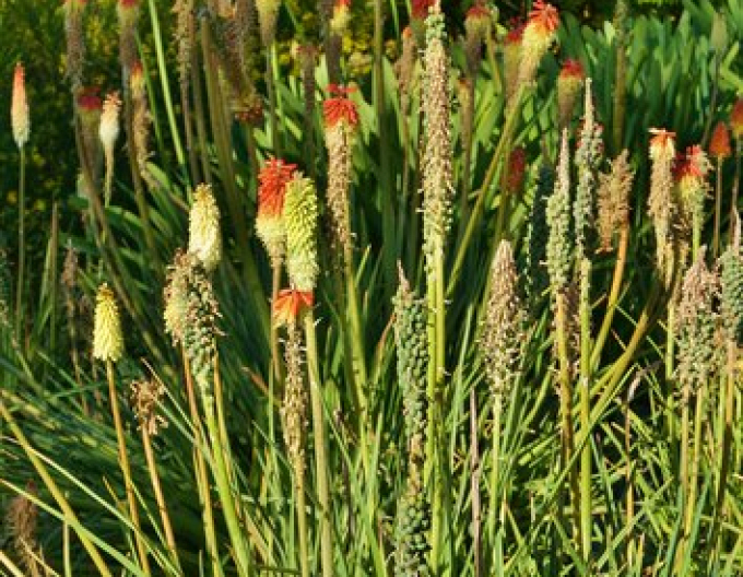 Fakľovka ’Minister Verschuur’