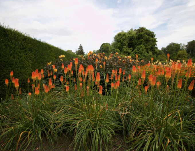 Fakľovka ’Minister Verschuur’