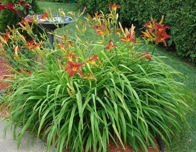 Ľaliovka ´Crimson Pirate´