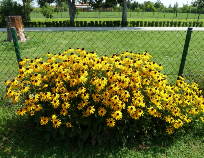 Rudbekia ´Goldsturm´ 9x9