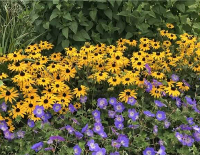 Rudbekia ´Goldsturm´ 9x9