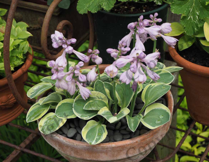 Hosta "Blue Mouse Ears"