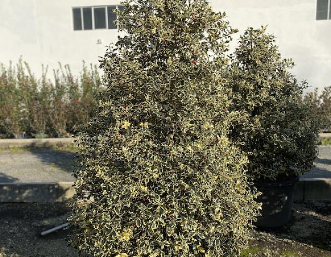 Cezmína ostrolistá ´Variegatum Cono´