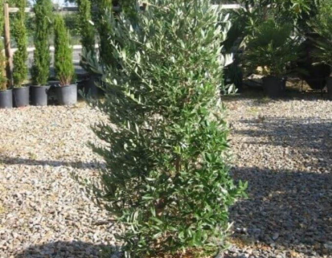 Olivovník európsky ´Cipressino´ 190 - 200cm