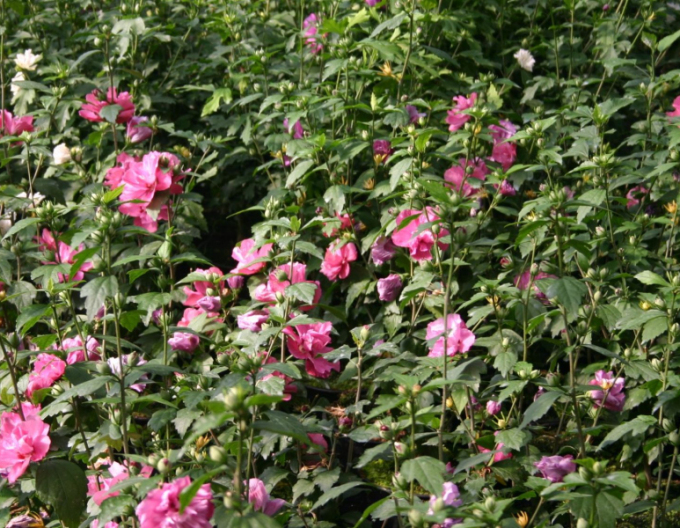 Ibištek sýrsky ´Duc De Brabant´