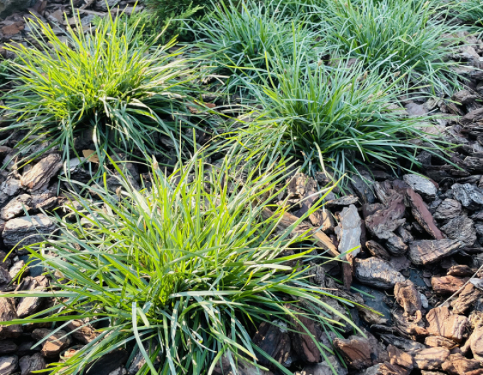 Ostrevka karpatská 2l