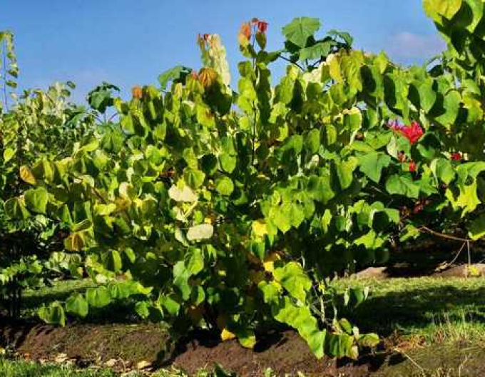 Judášovec kanadský ‘Rising Sun’ 80cm