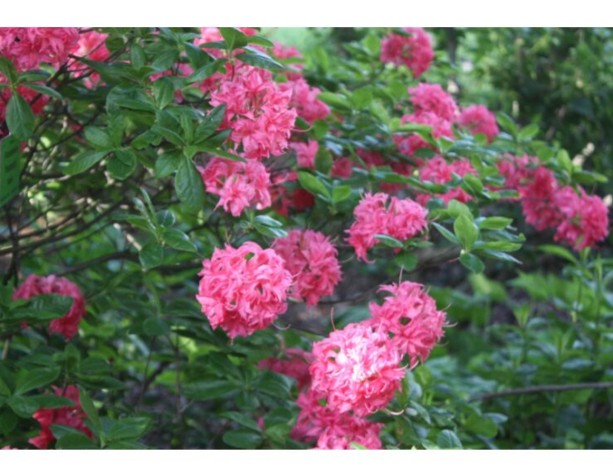Azalka veľkokvetá "Homebush"