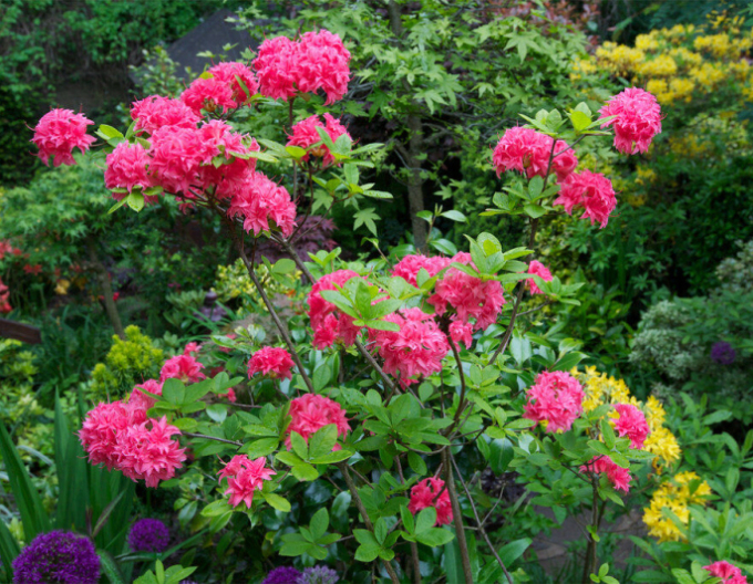 Azalka veľkokvetá "Homebush"