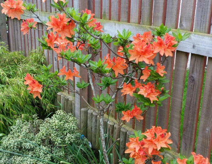 Azalka veľkokvetá ´Gibraltar´