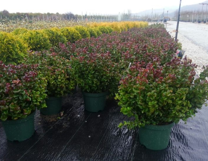 Leukote axillaris ´Curly Red´