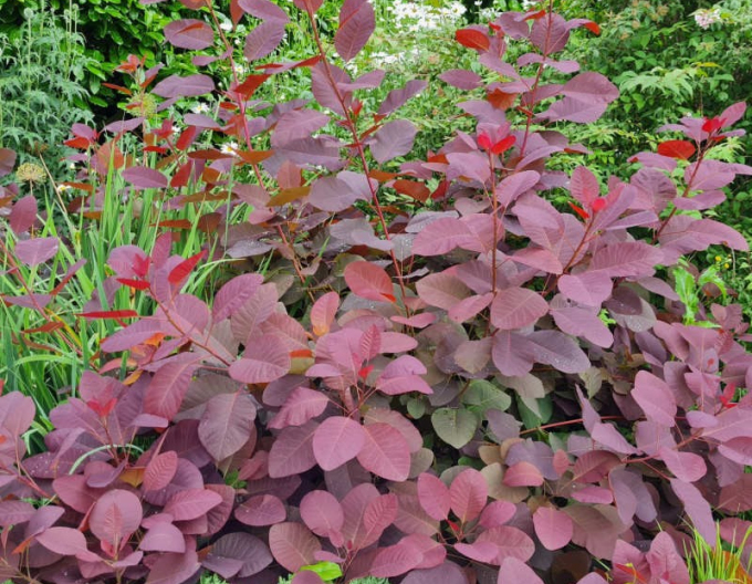 Škumpa vlasatá ´Royal Purple´ 125 - 150cm