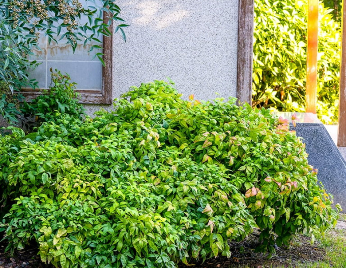 Nandína ´Fire Power’