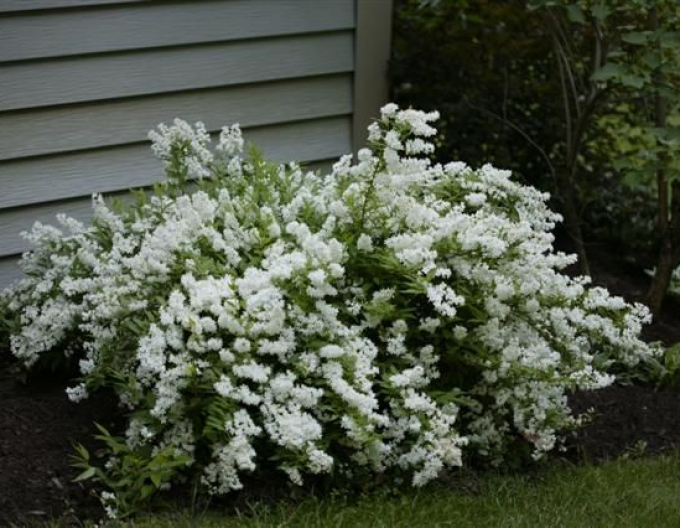 Trojpuk nežný ´Nikko´