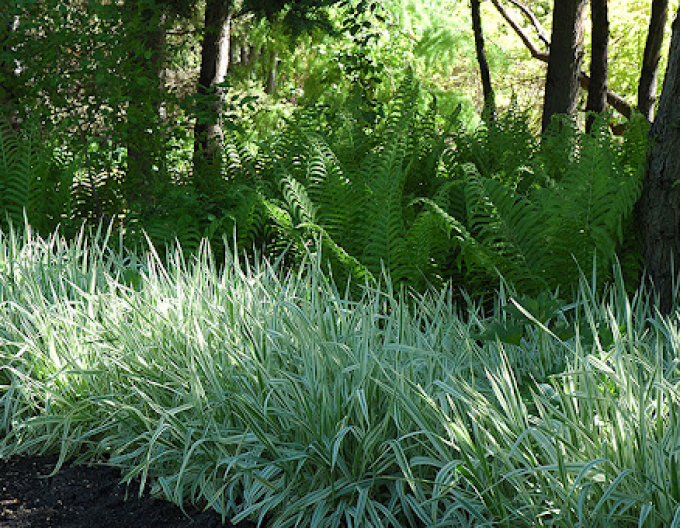 Chrastnica ´Picta´