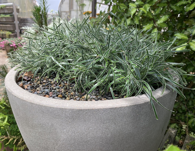 Ficínia ´Ice Crystal´