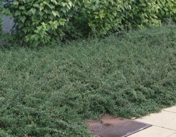 Skalník ’Eichholz’ 9x9