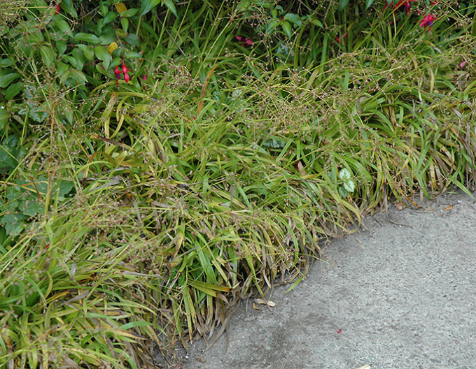 Chlpaňa lesná ´Starmaker´