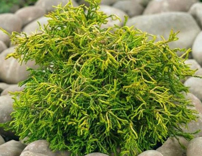 Cypruštek tupolistý ’Tsatsumi Gold’