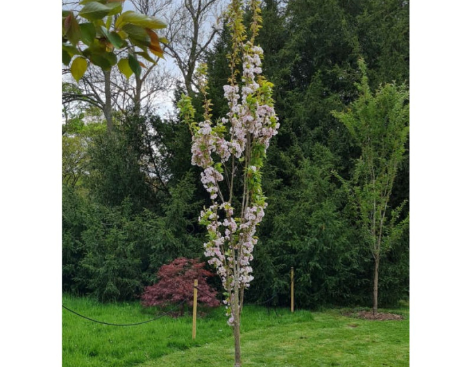 Čerešňa okrasná ´Amanogawa´ (Sakura)