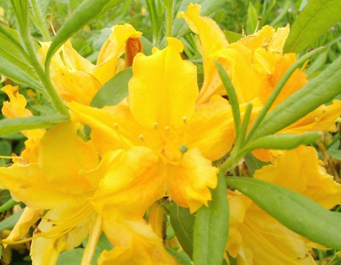 Azalka veľkokvetá ´Golden light´