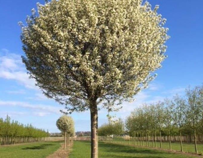 Čerešňa krovitá ´Umbraculifera´ na kmienku 120cm