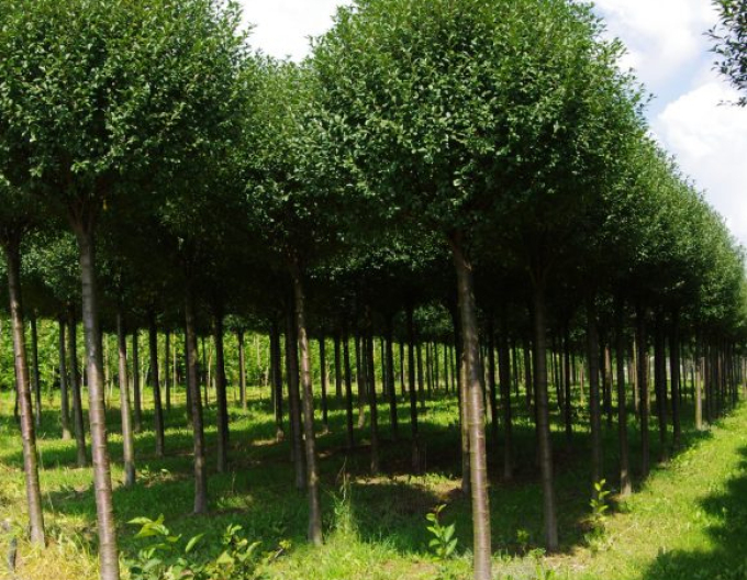 Čerešňa krovitá ´Umbraculifera´ na kmienku 120cm