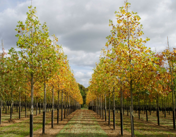 Ľaliovník tulipánokvetý  (Liriodendron tulipifera) kmienok 140cm