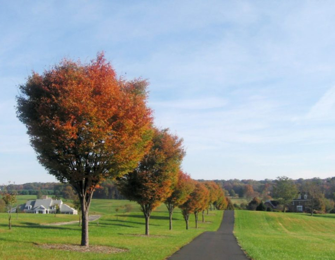 Zelkova ostrolistá  (Zelkova serrata)